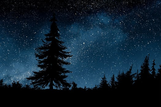 Silhouette of trees against starry night sky photo