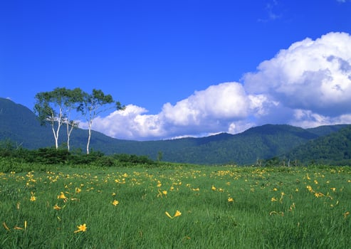 a field of yellow flowers. Sari photo