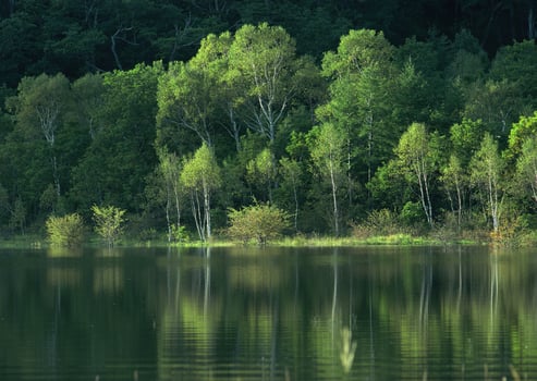 a forest of trees photo