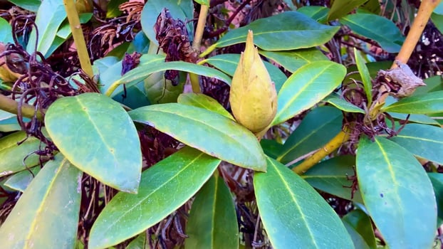 Exquisite Rhododendron Blossoms in Their Various Stages of Growth and Development photo
