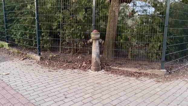 A Rusty Fire Hydrant that is Surrounded by Beautiful Nature and Vibrant Greenery photo