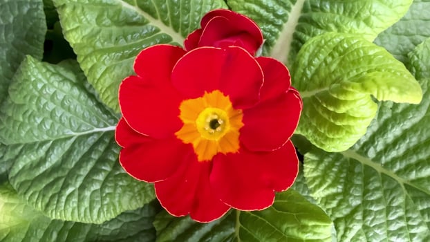 Witness the Beautiful Vibrant Red Primrose Flower Blooming Amidst Fresh Green Leaves photo