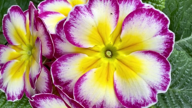 Discover the Vibrant Primrose Flowers Blooming in Full and Radiant Colorful Beauty photo