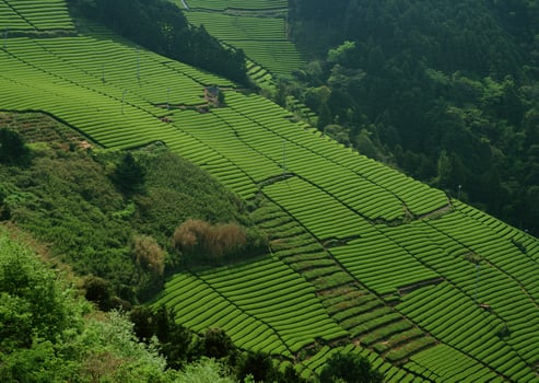 Tea garden field. High photo