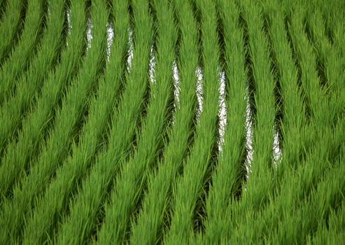 a close up of a rice field with water photo