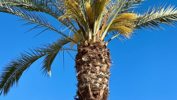 The stunning palm tree stands majestically beneath the clear and vibrant blue sky above photo