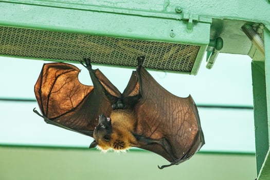 fruit bat hanging on tree in forest photo