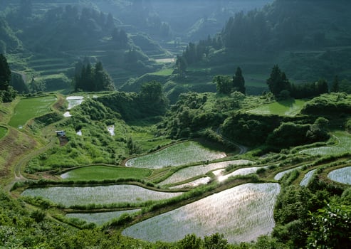 Field with green view. open space, outdoor. Rice photo