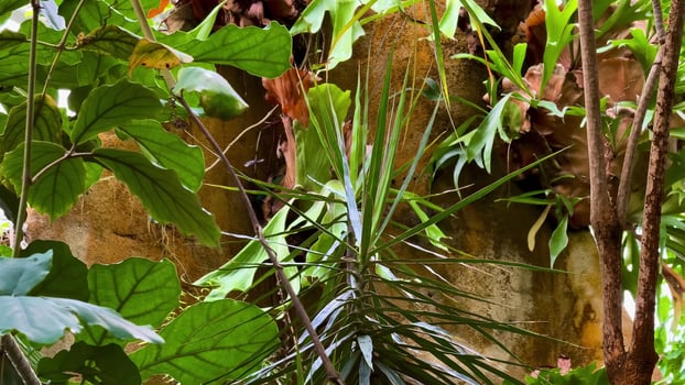 Lush Tropical Greenery Filled with Vibrant Plants and Rich Textures All Around You photo