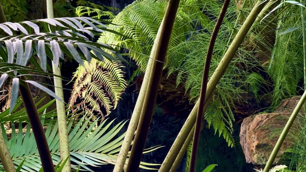 Experience the mesmerizing beauty of a lush Tropical Forest with vibrant ferns and waterfalls photo