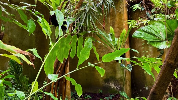 A vibrant tropical jungle with lush greenery and an unseen wall, creating a unique ecosystem photo