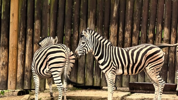 Join us to observe playful zebras interacting in their natural habitat and dynamic behaviors photo