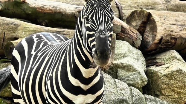 The majestic Zebra in its natural habitat, showcasing the beauty of biodiversity in Africa photo