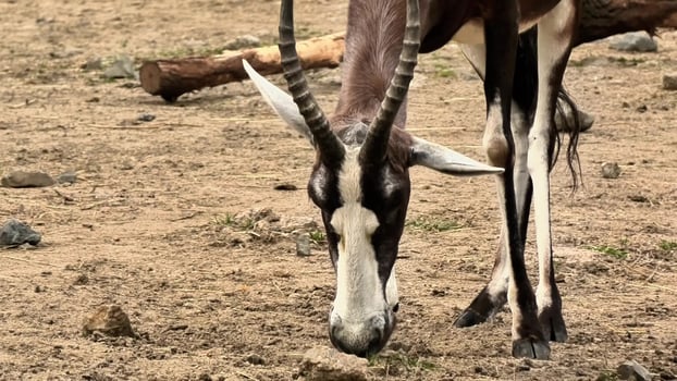 An Antelope Grazing Gracefully in Dry Terrain Was Beautifully Captured in Footage photo
