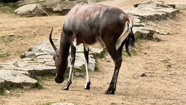 Bongo Grazing in their Natural Habitat, an Incredible Sight to Behold in Nature photo