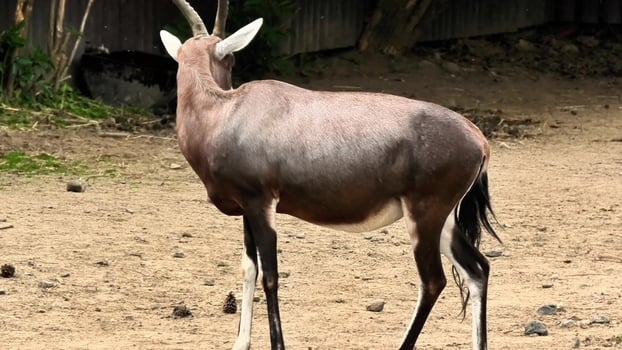 The Bongo Antelope thrives in its habitat, grazing and observing its surroundings photo