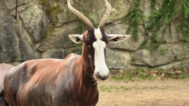 The Stunning Bongo Antelope Thriving in Its Natural Habitat with a Beautiful Landscape photo