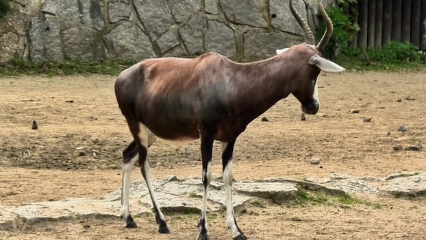 The African Antelope Thriving in its Natural Habitat in the Wild and Beautiful Landscape photo