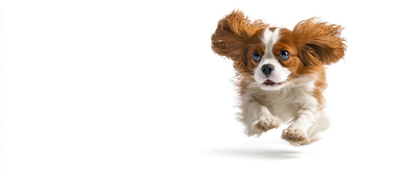 The energetic puppy leaps joyfully across a bright white background. photo