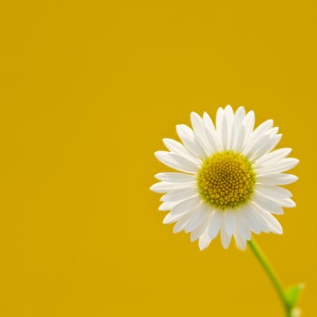 Daisy on Yellow Background photo