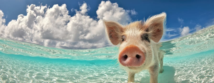 The playful piglet enjoying a swim in crystal clear tropical waters. photo