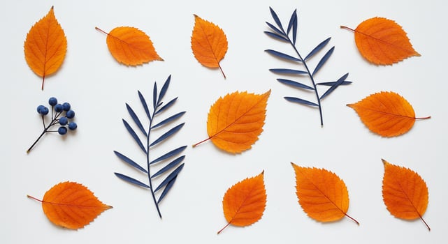 Autumn leaves on white background photo