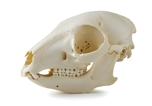 Detailed animal skull isolated against white background for scientific studies photo