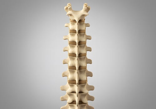 Detailed human spine anatomy illustration photo
