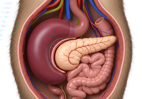 Detailed internal organs illustration photo