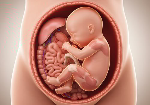 Fetus anatomy in pregnant belly photo
