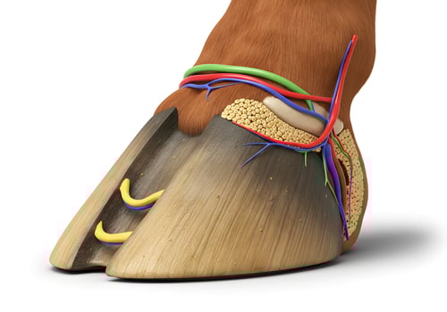 Horse hoof anatomy diagram photo