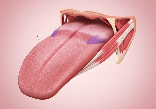 Human tongue muscles anatomy illustration photo