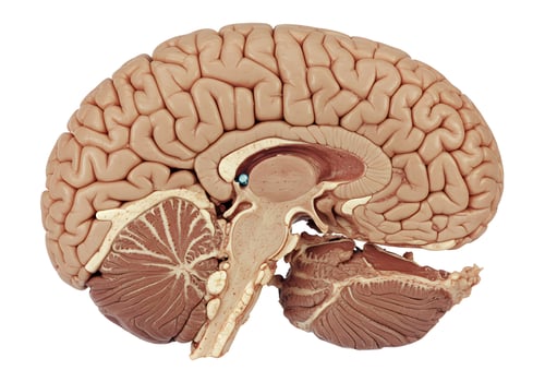 Human brain section anatomy illustration photo