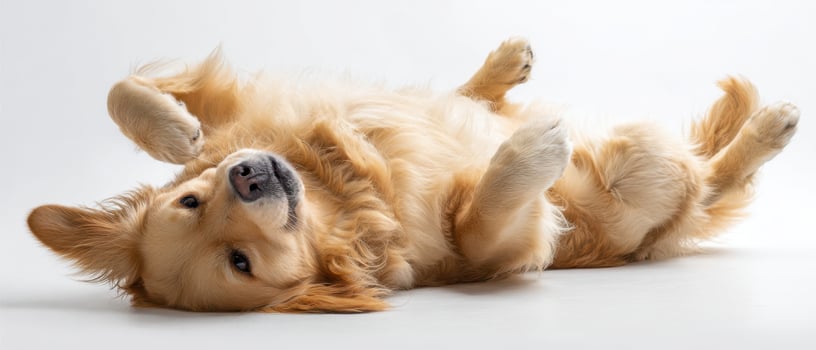 The playful golden retriever lying upside down in a cozy indoor setting. photo