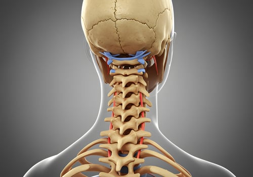 Neck spine muscles anatomy illustration photo