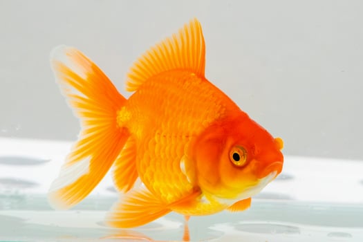 Goldfish in a tank photo