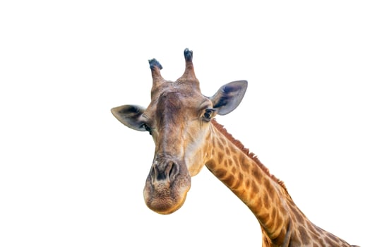 A giraffe is looking at the camera photo
