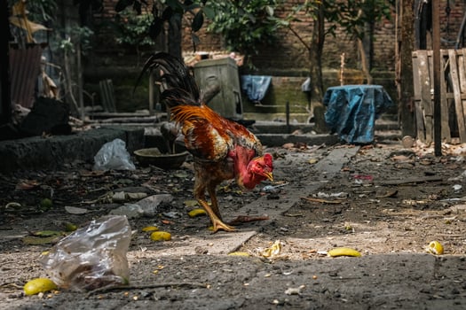 Rooster foraging in a Neglected Backyard photo