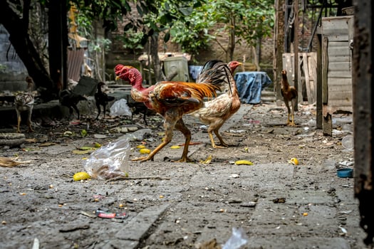 Rural Life with Roosters and hen chicken in a Messy Backyard photo