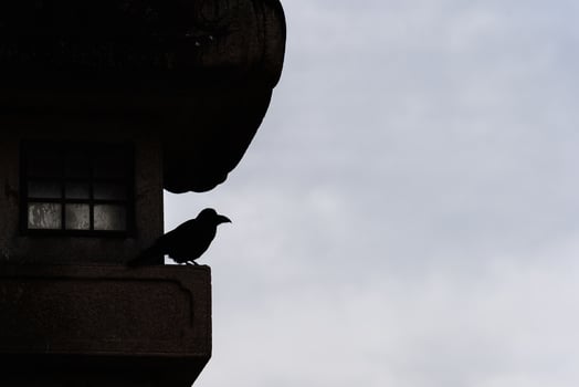 Sihouette of black bird, black crow sitting at outdoor stone lamp. photo