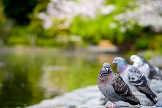 Pigeon bird, rock dove or common pigeon, feral pigeons standing by the lake. photo