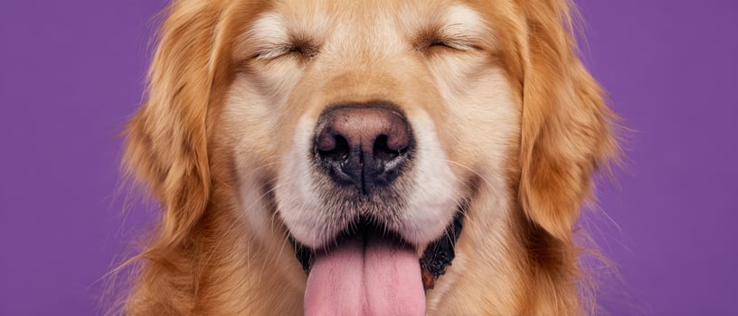 The adorable golden retriever with a happy expression on a vibrant purple background. photo