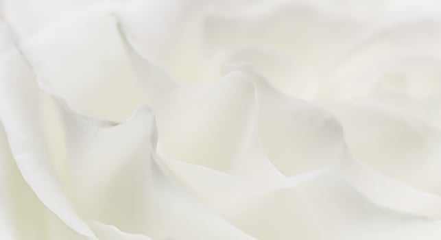 White rose, white rose, white rose, white rose, white rose, white rose, white photo