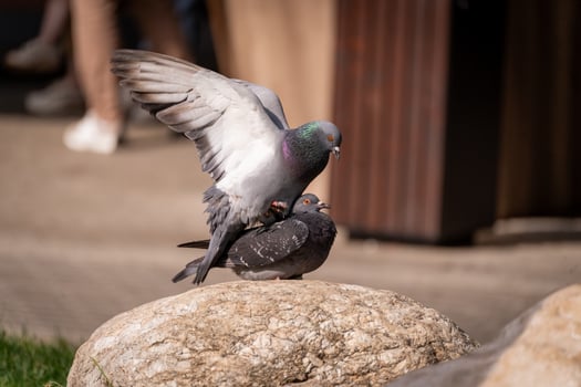 Pigeons Mating on Rock in Urban Setting photo