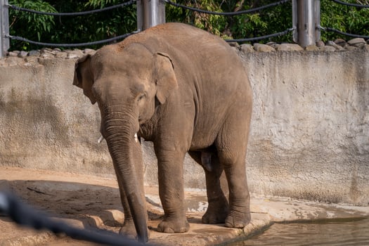 Elephant Strolling by Water in Enclosure photo
