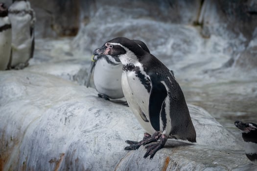 Humboldt Penguins Resting on Rocks at Zoo photo