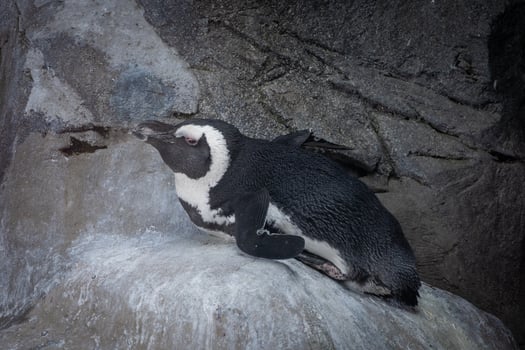 African Penguin Resting on Rocky Surface in Habitat photo