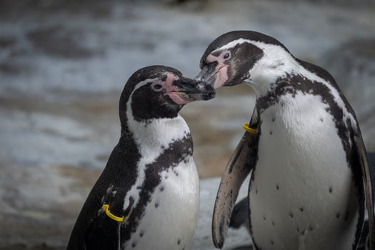 Penguins Touching Beaks in a Display of Affection photo