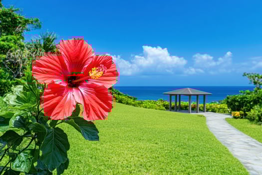 Vibrant hibiscus flower on a grassy seaside path photo