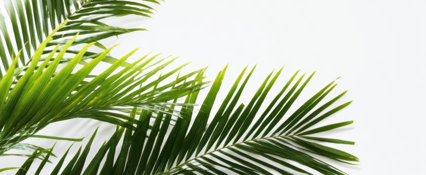 The vibrant green palm leaves against a clean white background photo